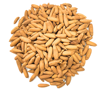 Pine Nuts